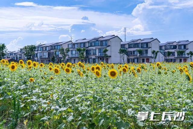 生态致富路飘香｜一江碧水向东流AG真人直